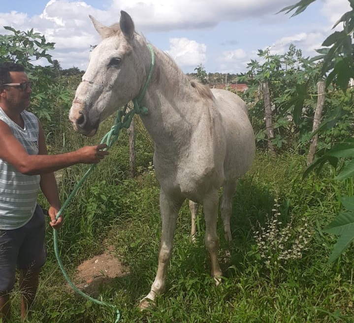 Apreensão de animais: Secretaria de Meio Ambiente segue se destacando por excelente trabalho