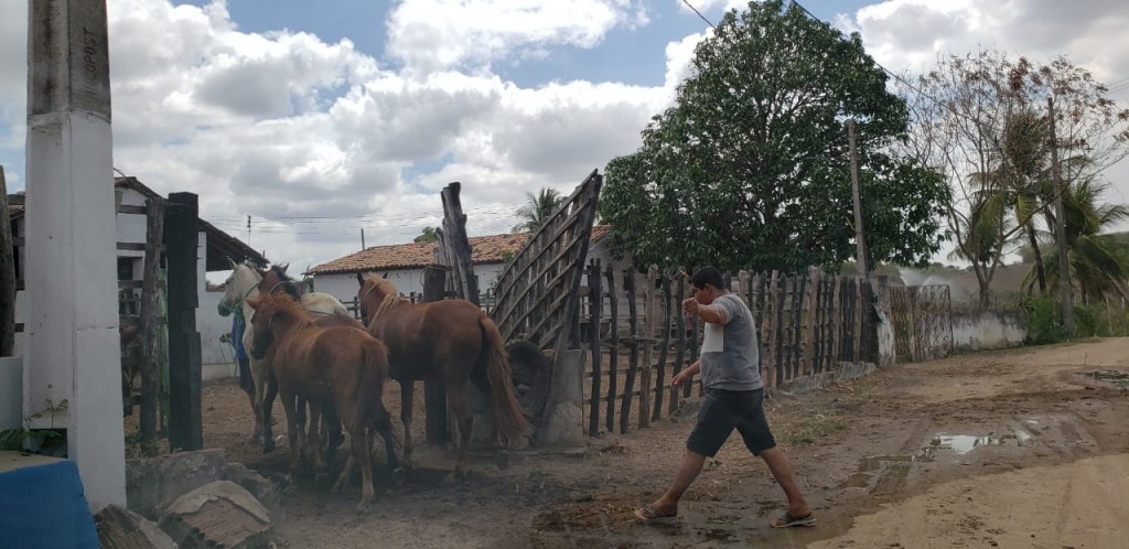 Secretaria de Meio Ambiente inicia captura de animais soltos em vias públicas de Araçagi